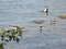 Baltic sea  and swimming geese,  Suomenlinna, Helsinki