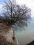 Baltic Sea. A tree. Power to live, power to survive.