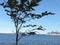 Baltic sea, tree and ship  in summer Tallinn