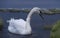 Baltic swan at dusk