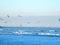 Baltic winter sea with flying seagulls and snow on the shore