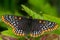 Baltimore Checkerspot