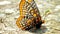 Baltimore Checkerspot Butterfly