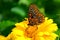 Baltimore Checkerspot butterfly