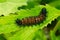 Baltimore Checkerspot - Euphydryas phaeton