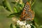 Baltimore Checkerspot - Euphydryas phaeton