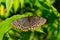 Baltimore Checkerspot - Euphydryas phaeton
