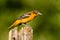 Baltimore Oriole