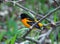 Baltimore Oriole