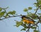 Baltimore Oriole