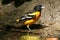 Baltimore Oriole