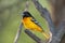 Baltimore oriole