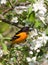 Baltimore Oriole and Apple Blossoms