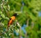 Baltimore Oriole bird