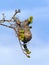 Baltimore Oriole Bird`s Nest hanging from a Maple Tree that`s just starting to leaf out