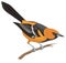 baltimore oriole bird vector illustration transparent background