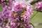 Baltimore Oriole Eating Bug in Pink Crabapple Blossoms