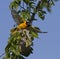 Baltimore oriole flying