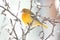 Baltimore Oriole (Icterus galbula)