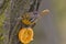 Baltimore Oriole, Icterus galbula, eating an orange