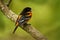 Baltimore Oriole - Icterus galbula small icterid blackbird common in eastern North America as a migratory breeding bird