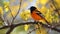 A Baltimore Oriole, its vibrant orange and black plumage glowing