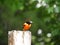Baltimore Oriole lands on wood post before feeding