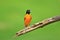 Baltimore Oriole - Nature`s Paintbrush