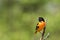 Baltimore Oriole perched on branch soft green background