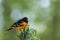 Baltimore Oriole perched on branch soft green background