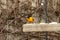 Baltimore Oriole perched on a fence rail.