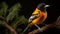 A Baltimore Oriole perched on a slender branch its bright eyes gleaming