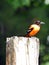 Baltimore Oriole sits on wooden post with bokeh blur background