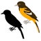 Baltimore oriole vector illustration flat black silhouette