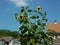 BALTIMORE:  Sunflower grandeur