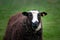 Balwen Welsh Mountain sheep on grass
