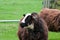 Balwen Welsh Mountain sheep showing markings