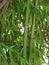 Bambo trees at the yard