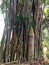 Bamboo, agriculture, bamboo tree, bamboo top, trunk, tall, green top