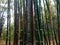 Bamboo, agriculture, bamboo tree, bamboo top, trunk, tall, green top