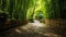 A Bamboo Alley in East Asia