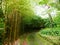 Bamboo alley in exotic garden Parque Terra Nostra in the town of Furnas on the island of Sao Miguel in the Azores