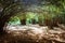 Bamboo alley in Royal Botanic King Gardens. Peradeniya. Kandy. Sri Lanka.