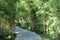 Bamboo alley on two sides of footpath