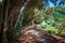 Bamboo alley, walk path and bench in Royal Botanic King Gardens. Peradeniya. Kandy. Sri Lanka.