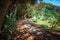 Bamboo alley, walk path and bench in Royal Botanic King Gardens. Peradeniya. Kandy. Sri Lanka.