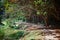 Bamboo alley, walk path and bench in Royal Botanic King Gardens. Peradeniya. Kandy. Sri Lanka.