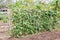 Bamboo arbor with creeper lentils plant in field,Bamboo pergola