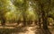 Bamboo archway in the Philippines