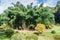 Bamboo area of Peradeniya Royal Botanical Gardens near Kandy, Sri Lan